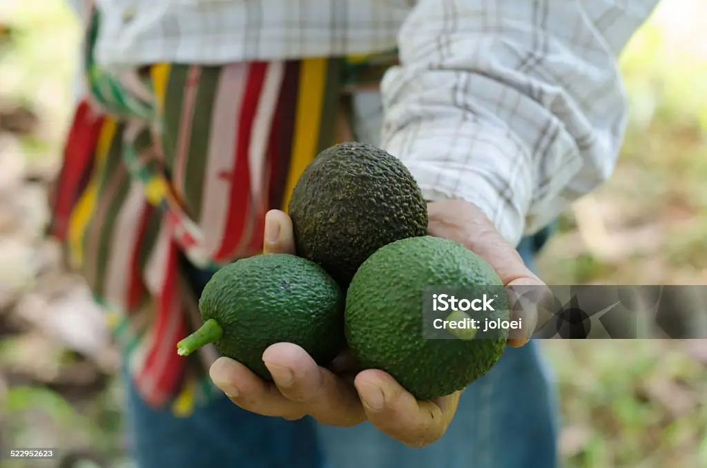 Avocados  in hand