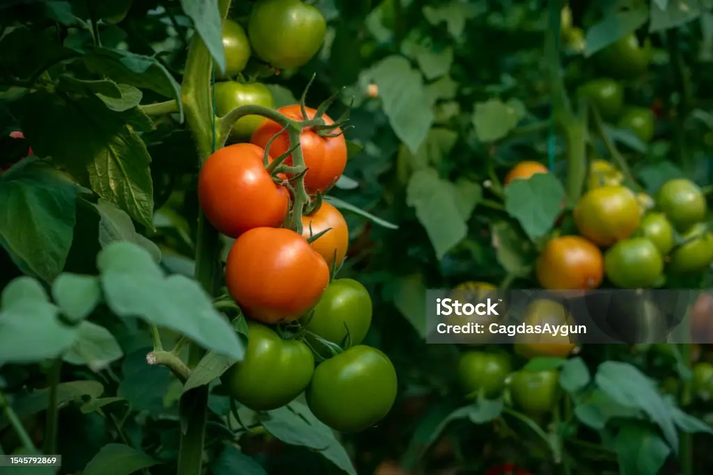 Tomatoes growing in greenhouse