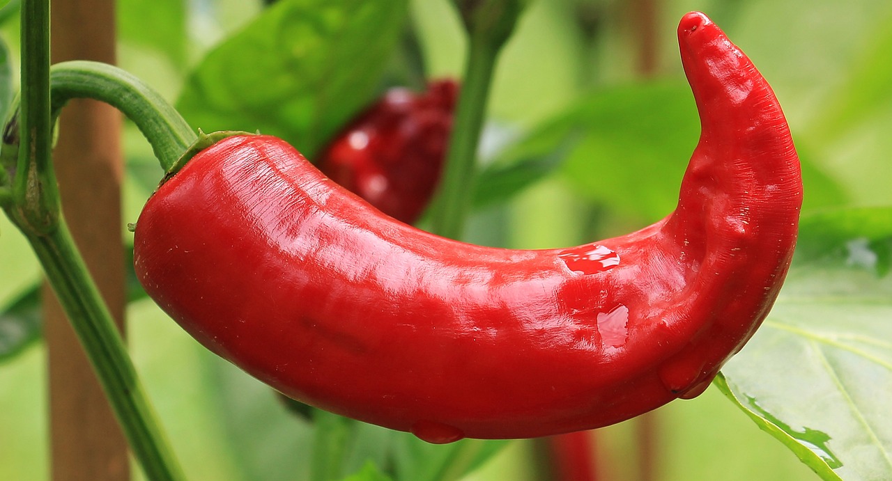 hot-peppers-1539472_1280 (2)