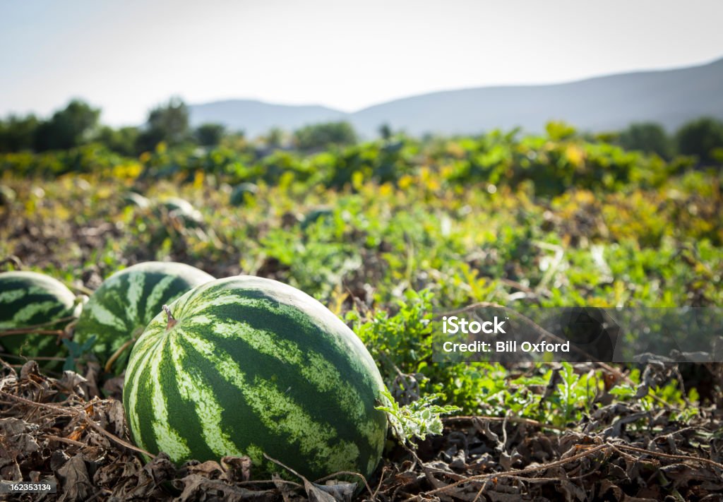 Close-up of watermelon in field